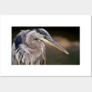 Blue Heron Posters and Art